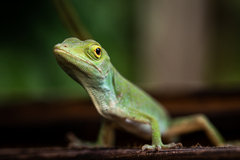 Anolis biporcatus
