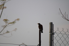 Turdus rufopalliatus