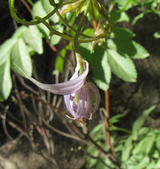 Clematis occidentalis