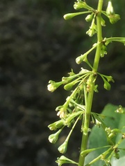 Rumex verticillatus