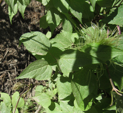 Clematis occidentalis