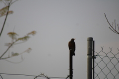 Turdus rufopalliatus