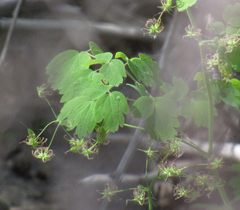Thalictrum occidentale