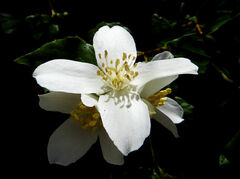 Philadelphus lewisii