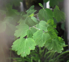 Thalictrum occidentale