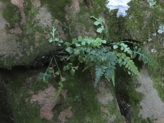 Asplenium pinnatifidum