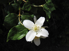 Philadelphus lewisii