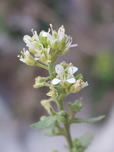 Spreading Fissurewort (Halimolobos diffusus)