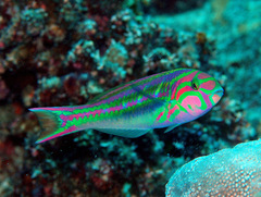Thalassoma quinquevittatum