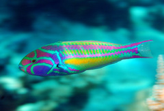 Thalassoma quinquevittatum