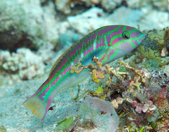 Thalassoma quinquevittatum
