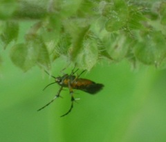 Heliodinidae
