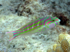 Thalassoma quinquevittatum