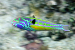 Thalassoma quinquevittatum