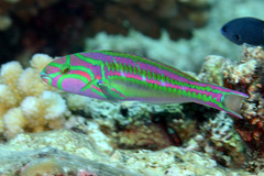 Thalassoma quinquevittatum