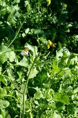 Anthocharis cardamines