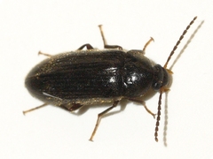 Hymenorus