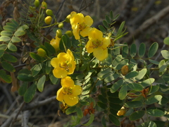 Senna auriculata