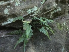 Asplenium pinnatifidum