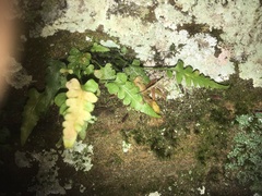 Asplenium pinnatifidum