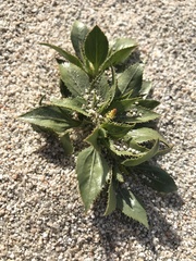 Stillingia spinulosa