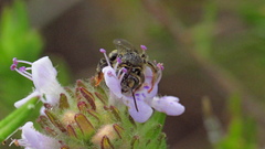 Exomalopsis
