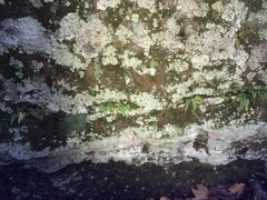 Asplenium pinnatifidum