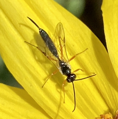 iNaturalist observation photo of Ichneumonid Wasps