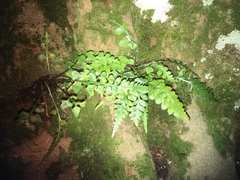 Asplenium pinnatifidum
