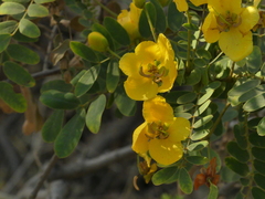 Senna auriculata