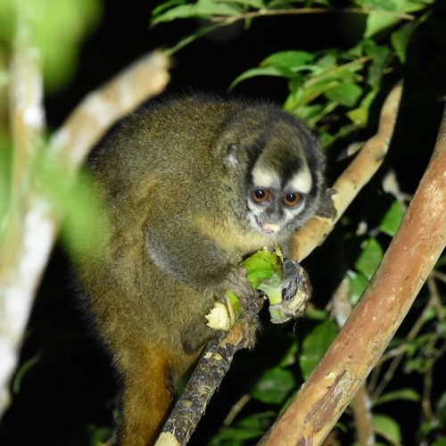 Gray-legged Night Monkey