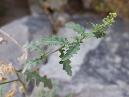 spreading fissurewort (Halimolobos diffusa)