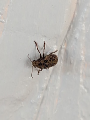 Anthribidae