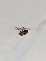 Anthribidae
