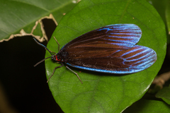 Pompelon marginata