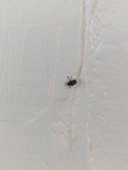 Anthribidae