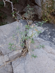 Halimolobos diffusus