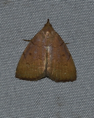 Zanclognatha protumnusalis