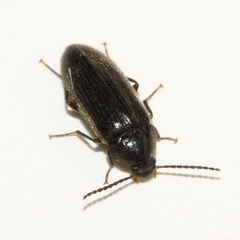 Hymenorus