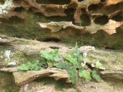 Asplenium pinnatifidum