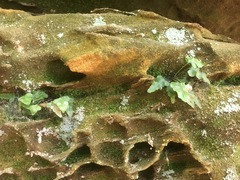 Asplenium pinnatifidum