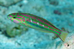 Thalassoma quinquevittatum