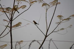 Icterus