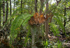 Haplopteris elongata