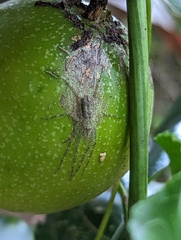 Pandercetes gracilis