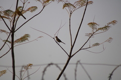 Icterus