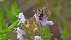 Exomalopsis