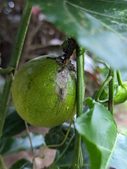 Pandercetes gracilis