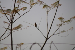Icterus