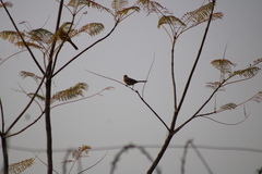 Icterus
